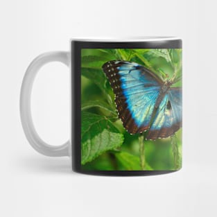 NEW BORN MORPHO, Costa Rica Mug